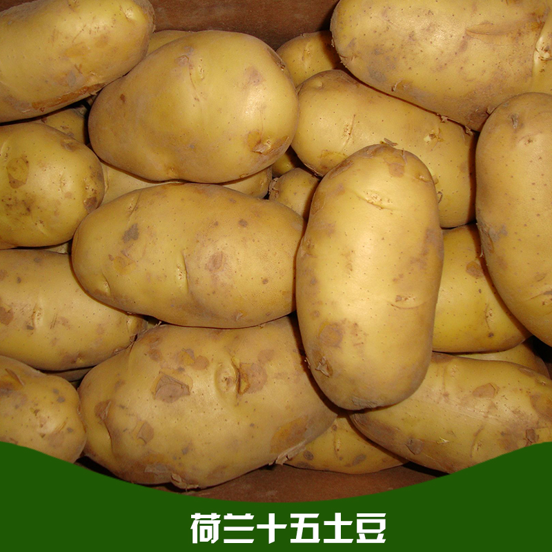 土豆 土豆批发 土豆之乡沙地土豆5斤精装 原生态无公害马铃薯