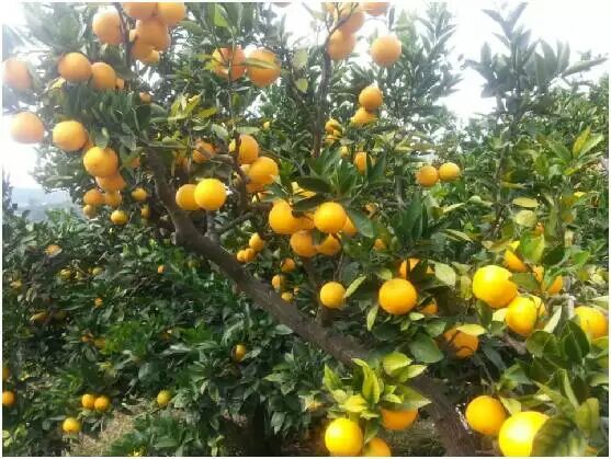 高山橙天然有机水果皮薄汁多原生态橙子
