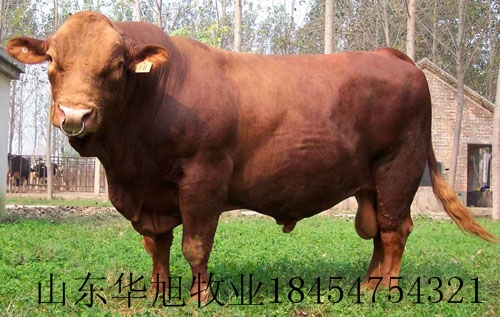 供应 广西肉牛黄牛种牛养殖加工肉牛批发