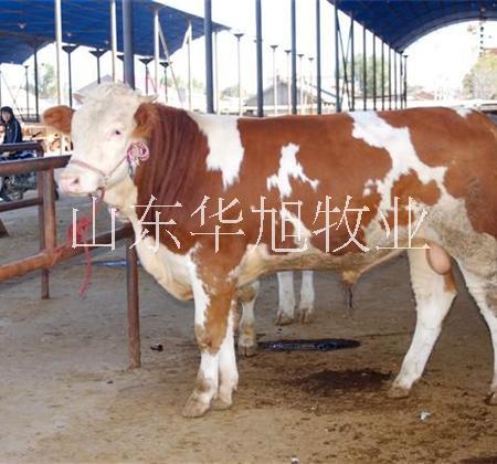 供应重庆肉牛杂家牛养殖技术，种牛杂交牛价格