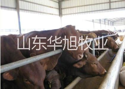 供应 呼和浩特肉牛养殖加盟肉牛养殖利润肉牛加工