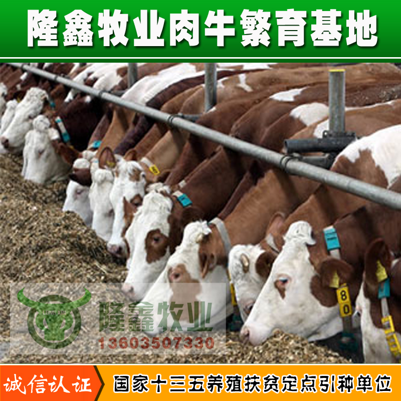 供应用于繁殖|育肥的河南肉牛价格养殖交易市场 四川肉牛价格养殖交易市场