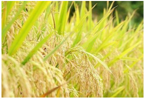 五常大米出售   稻花香大米出售