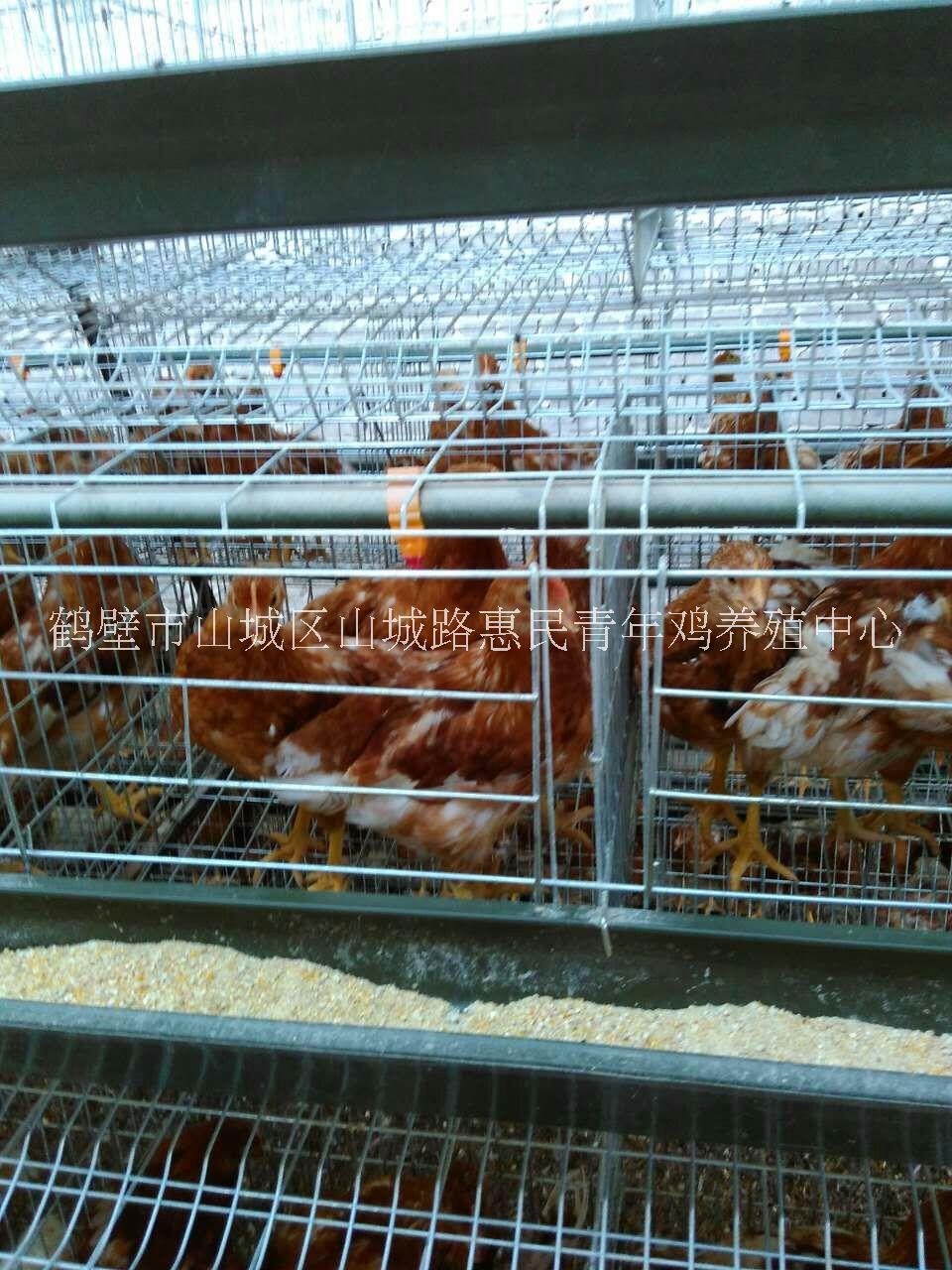 江西蛋鸡育成鸡,蛋鸡育成鸡养殖技术,海兰褐蛋鸡育成鸡管理方法