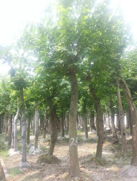 山东恒信园林出售世界上著名的行道树——法国梧桐
