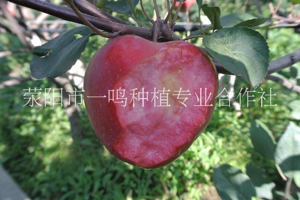红肉苹果 瑞士引进红肉苹果红爱苹果鲜果现摘现发果园直销图片