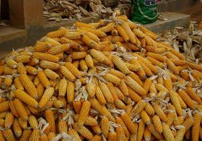 黑龙江玉米批发  玉米种植