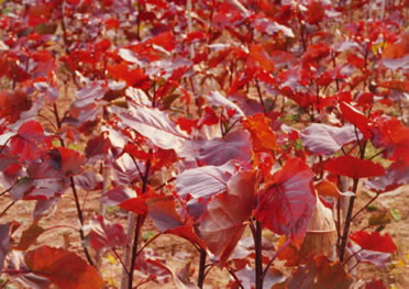 红叶杨小苗种植基地,红叶杨小苗供应商 红叶杨小苗种植基地