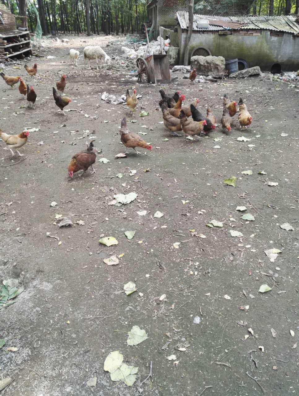 林州市土鸡供应批发