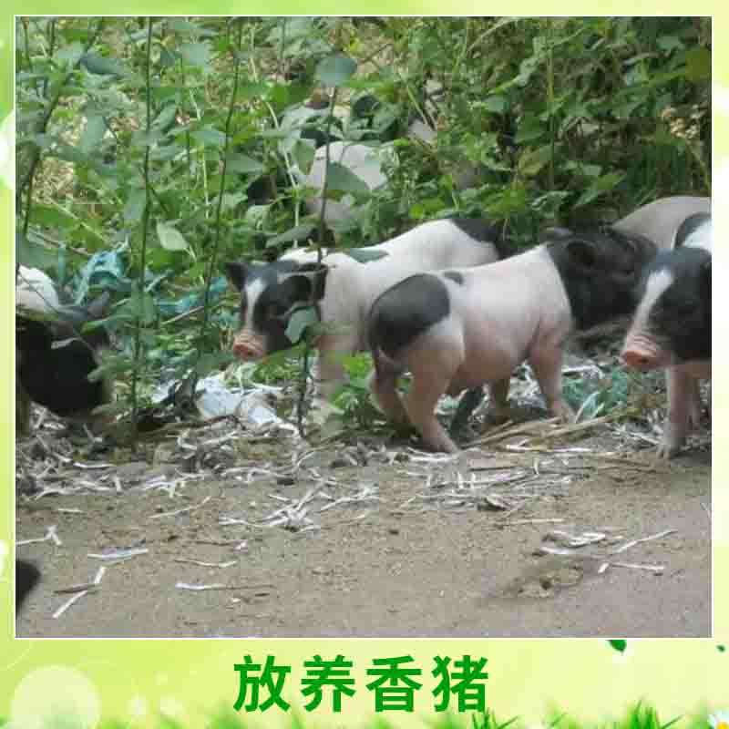 放养香猪 早熟易肥优质放养生态香猪养殖种苗小型香猪/两头乌图片