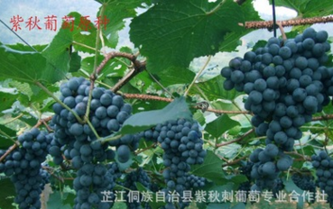 厂家大量供应紫秋葡萄