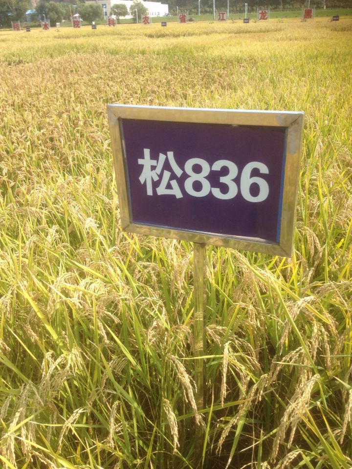 黑龙江省方正县水稻种植  水稻收购