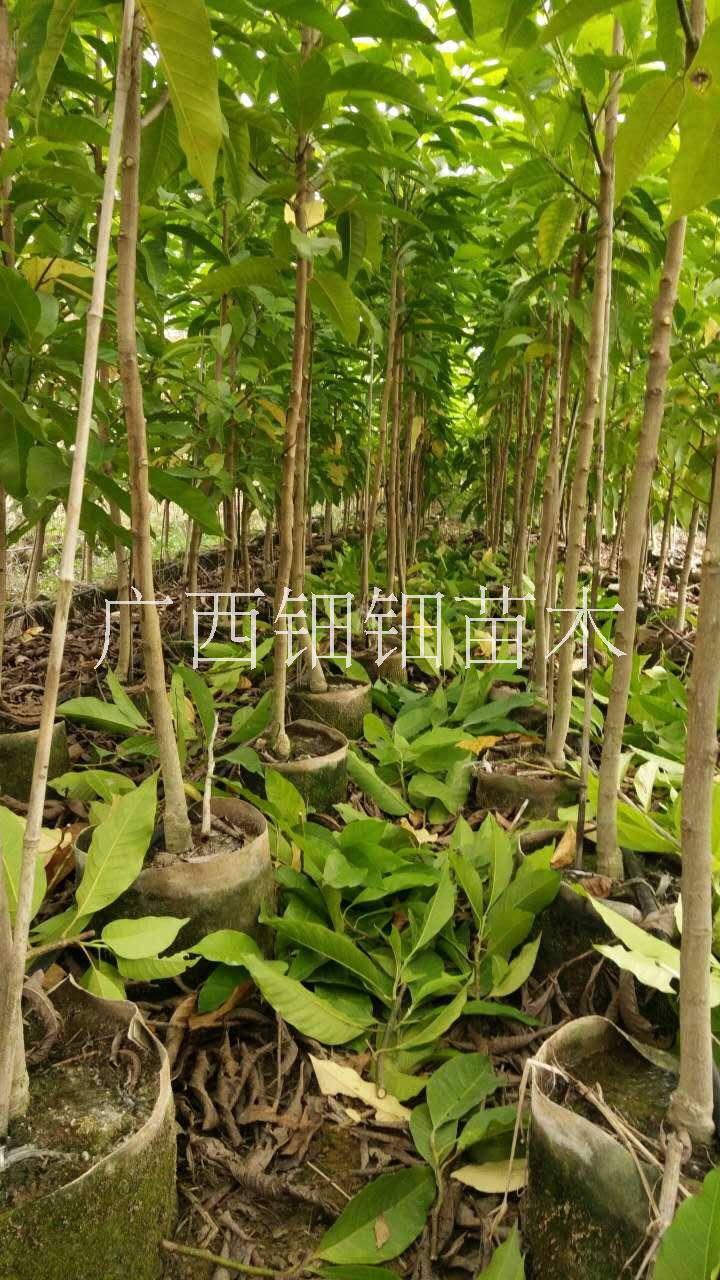 广西专业培育白玉兰袋苗基地 广西优质白玉兰苗种植基地