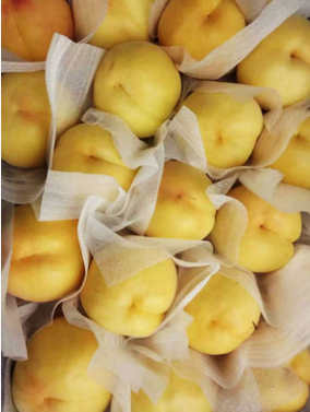 厂家销售湖南怀化南方优质黄金蜜黄桃苗图片