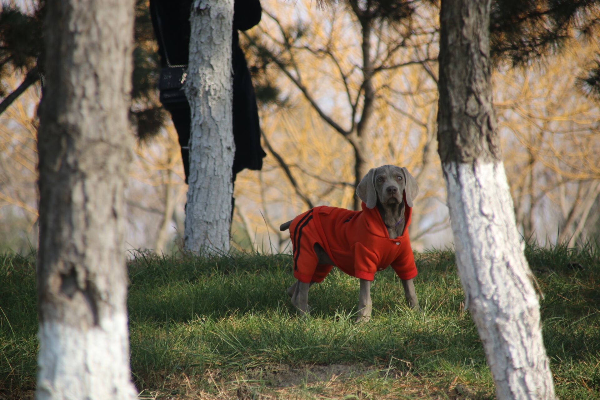 赛级德国魏玛犬威玛猎犬支持全国运