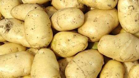 山东优质土豆大量供应批发