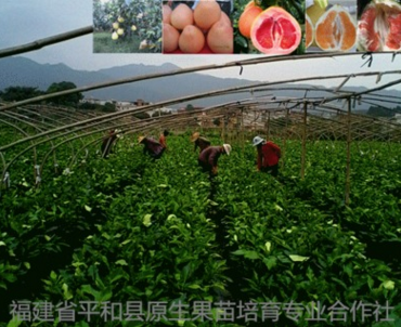 厂家福建省平和县红皮红肉琯溪三红蜜柚一年苗胜过沙田柚，文旦柚图片