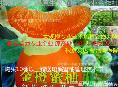 厂家销售果树苗水果苗批发福建金黄蜜柚 一年苗 胜沙田柚文旦柚图片