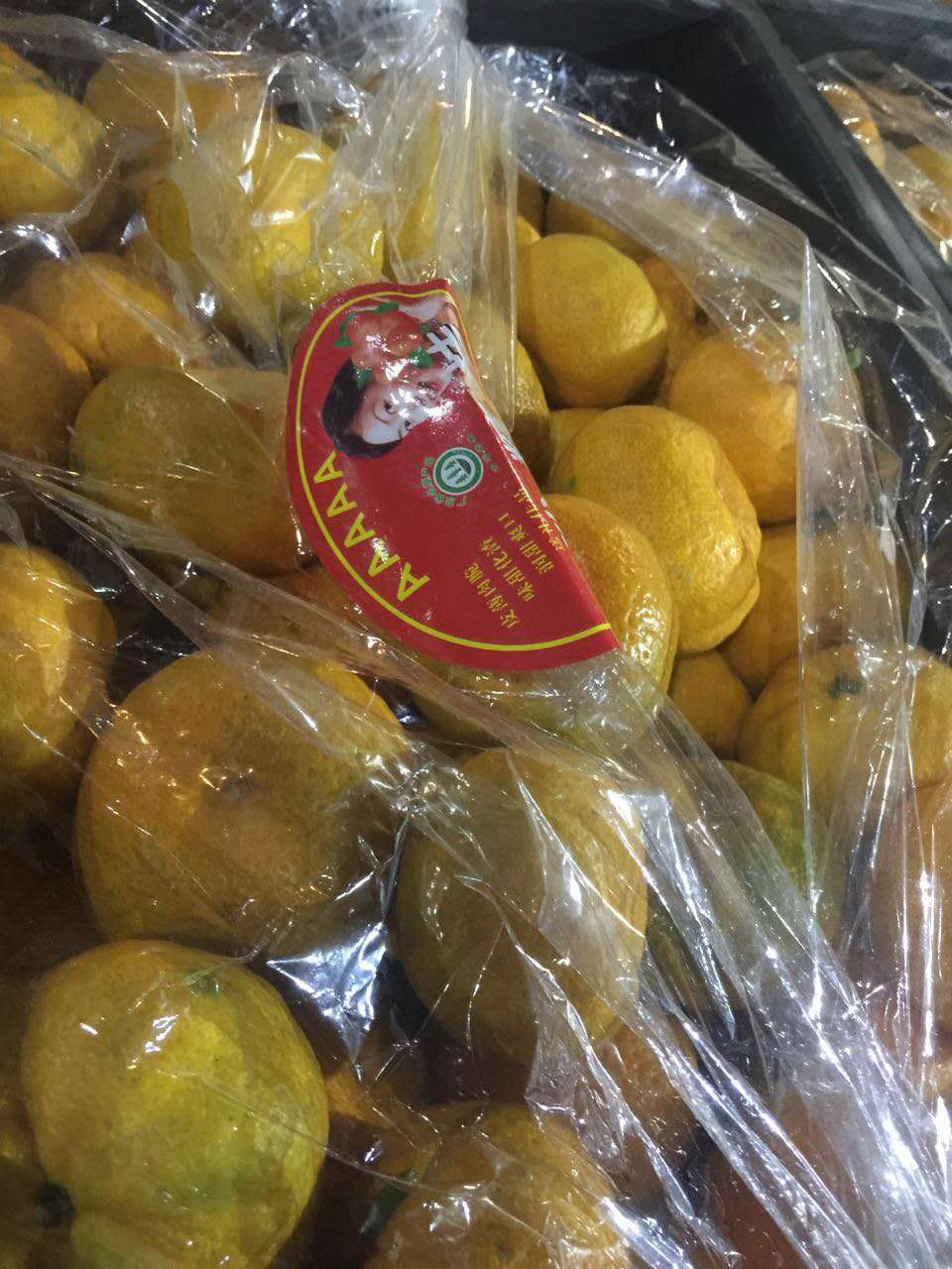 厂家专业销售辽宁橘子