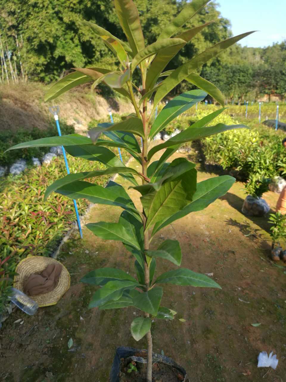 贵港市木荷苗厂家广东木荷苗种植基地，广东木荷苗批发，广东木荷苗批发价格