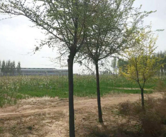 厂家销售10-14公分造型榆树 榆树绿化苗木 工程榆树绿化苗木