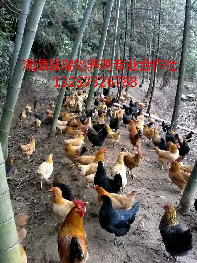 湖南生态放养土鸡养殖基地湖南生态放养土鸡出售生态放养土鸡供应直