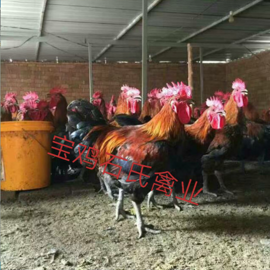 陕西那里出售鸡苗陕西飞翔禽业供应图片