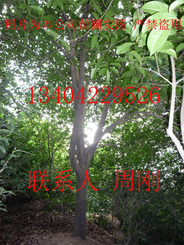 苏州桂花树、最大桂花树种植基地、大型精品桂花树、光福桂花树图片