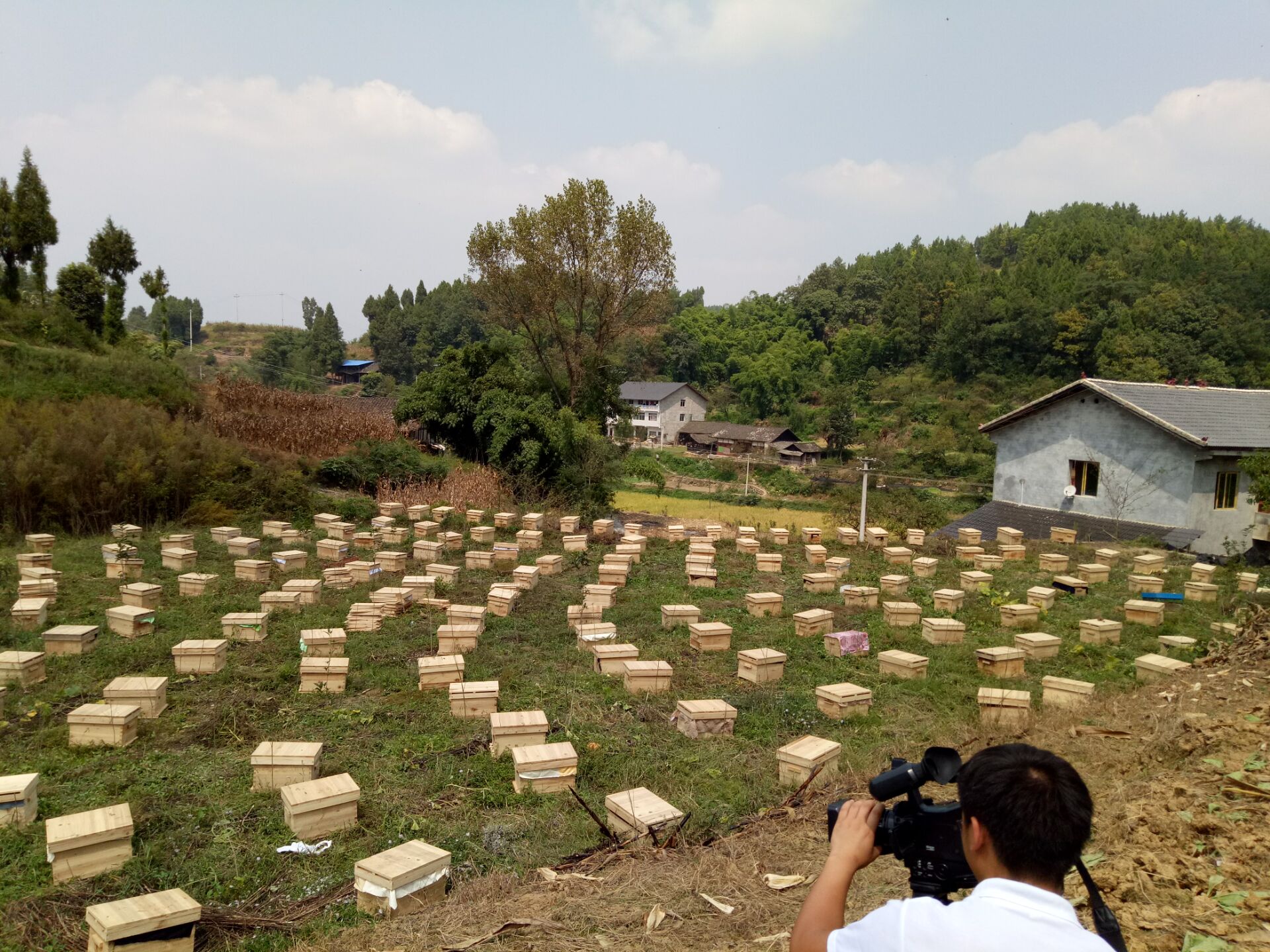 贵州六盘水中蜂养殖六盘水中蜂出售 贵州六盘水中蜂养殖基地