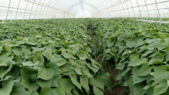 厂家直销山东红薯苗供应 德州红薯种植基地 红薯价格便宜图片