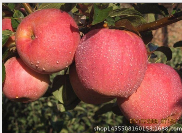 渭南市苹果树新品种-陕西早熟苹果苗厂家