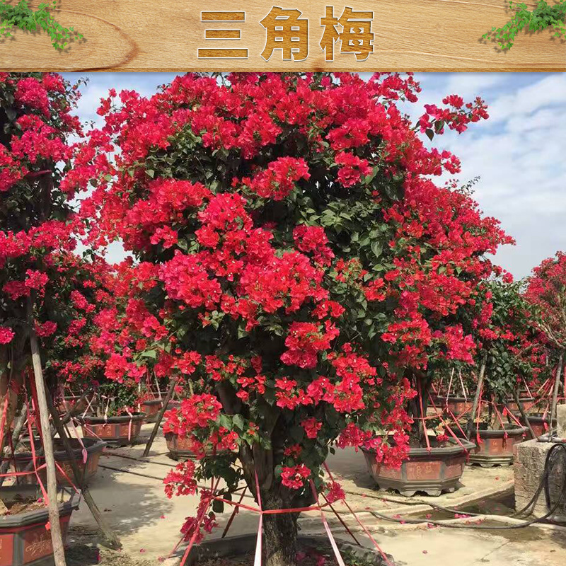 上海大红三角梅苗木，上海大红三角梅种植基地，上海大红三角梅采购，出售上海大红三角梅，上海大红三角梅自产自销
