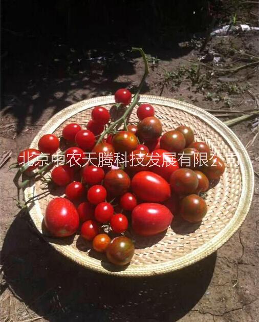 北京市黑宝番茄种子厂家圣女果种子  圣女果种子批发     黑宝番茄种子价格