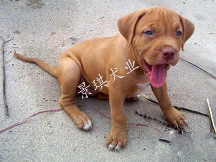 湖南比特犬繁殖基地 景琪犬业常年出售 比特犬 大体比特犬