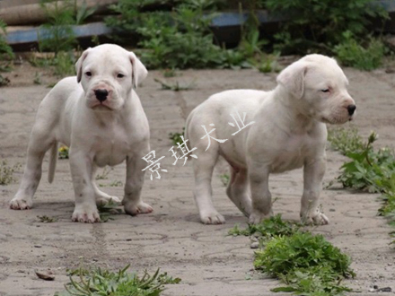 出售精品杜高幼犬 纯种杜高犬 出售三个月大的杜高幼犬