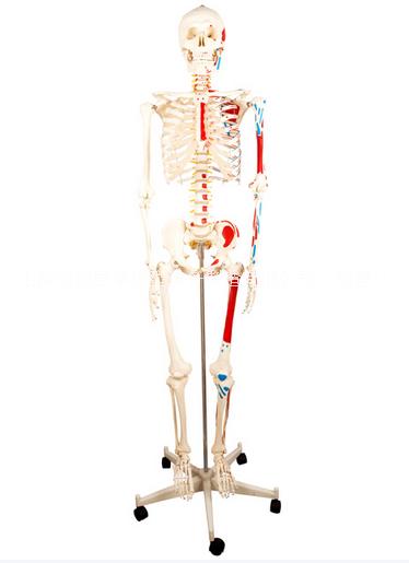 了解人体全身骨骼附主要动脉和神经分布