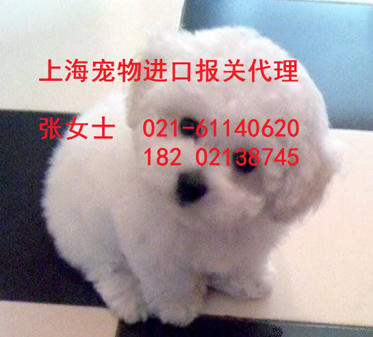 上海宠物猫狗隔离清关要素