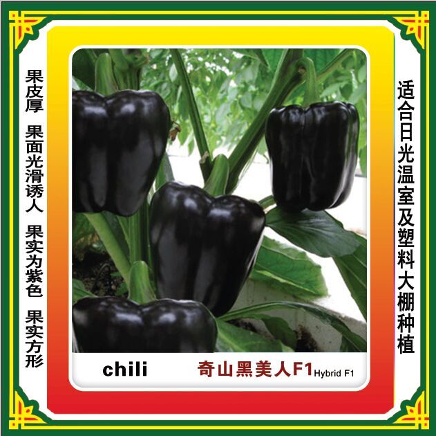 奇山黑美人方形甜椒种子  优质品种 盛琪种业公司推出优质高产方形甜椒种子