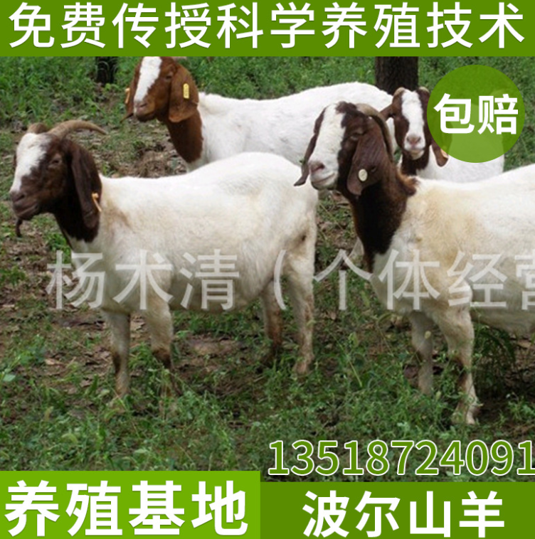 优质纯种波尔山羊母羊种 专业纯种波尔山羊养殖场 云南波尔山羊图片