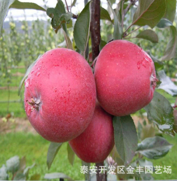 品种纯正红将军苹果苗品种纯正红将军苹果苗 泰安果树苗基地 批发销售苹果苗