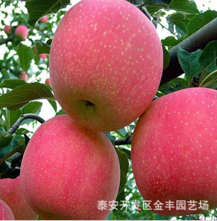 泰安市品种纯正红将军苹果苗厂家品种纯正红将军苹果苗 泰安果树苗基地 批发销售苹果苗