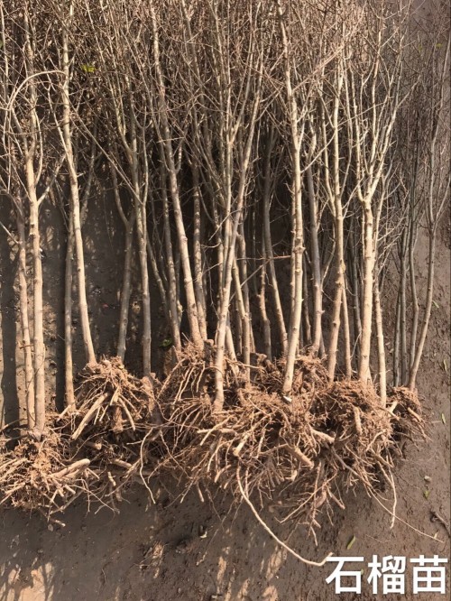 供应石榴苗，突尼斯软籽石榴苗，3至15公分石榴树