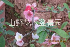 铁杆海棠花
