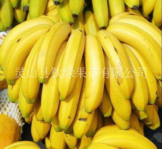 广西桂蕉香蕉苗 南方种植桂蕉香蕉苗 桂蕉香蕉苗批发桂蕉香蕉苗价格