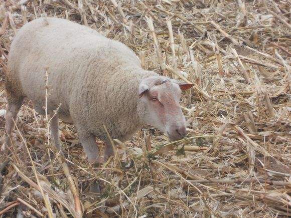 山东夏洛莱羊价格 夏洛莱羊多少钱一只 夏洛莱羊养殖夏洛莱羊批发