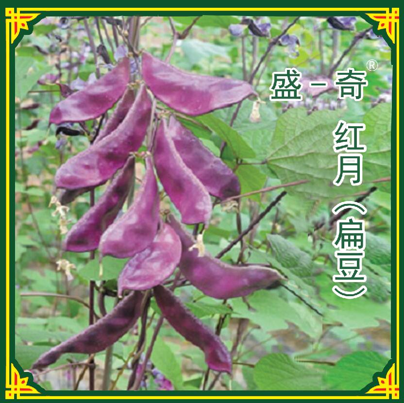 红月紫色荚豆种子， 批发菜豆种子， 紫色扁豆种子