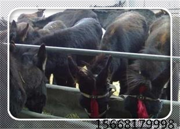 济宁市驴苗新疆驴 肉驴品种驴 育肥小驴厂家