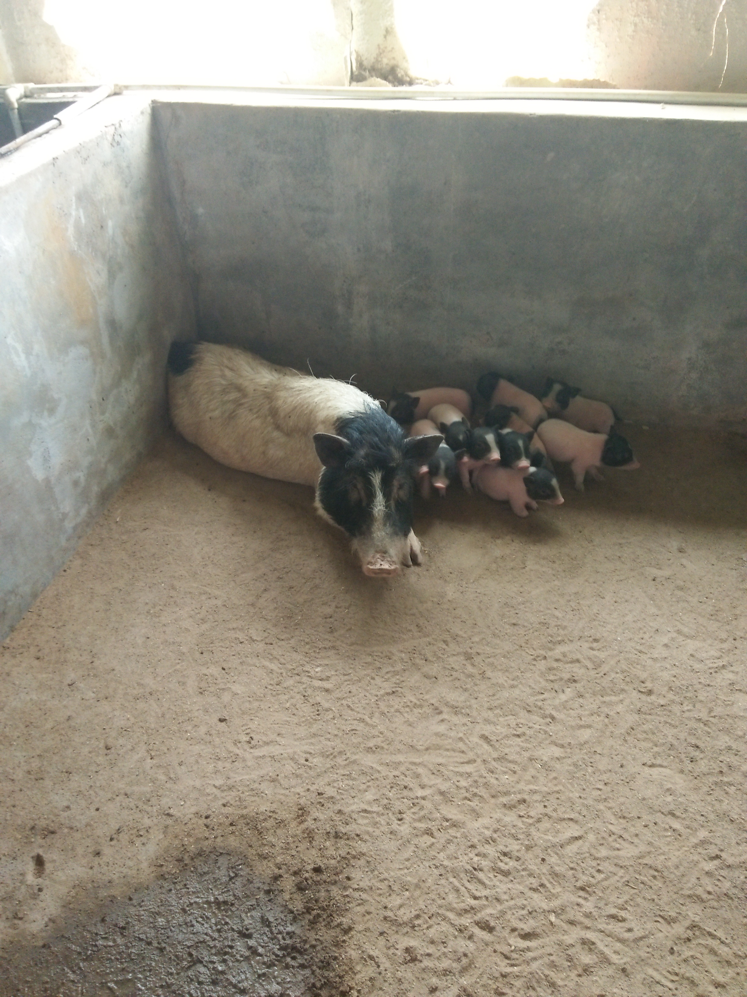 哪里有巴马香猪养殖场出售小香猪仔图片