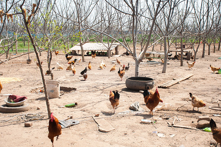 平顶山市农家纯天然绿色养殖柴鸡蛋原粮喂养厂家