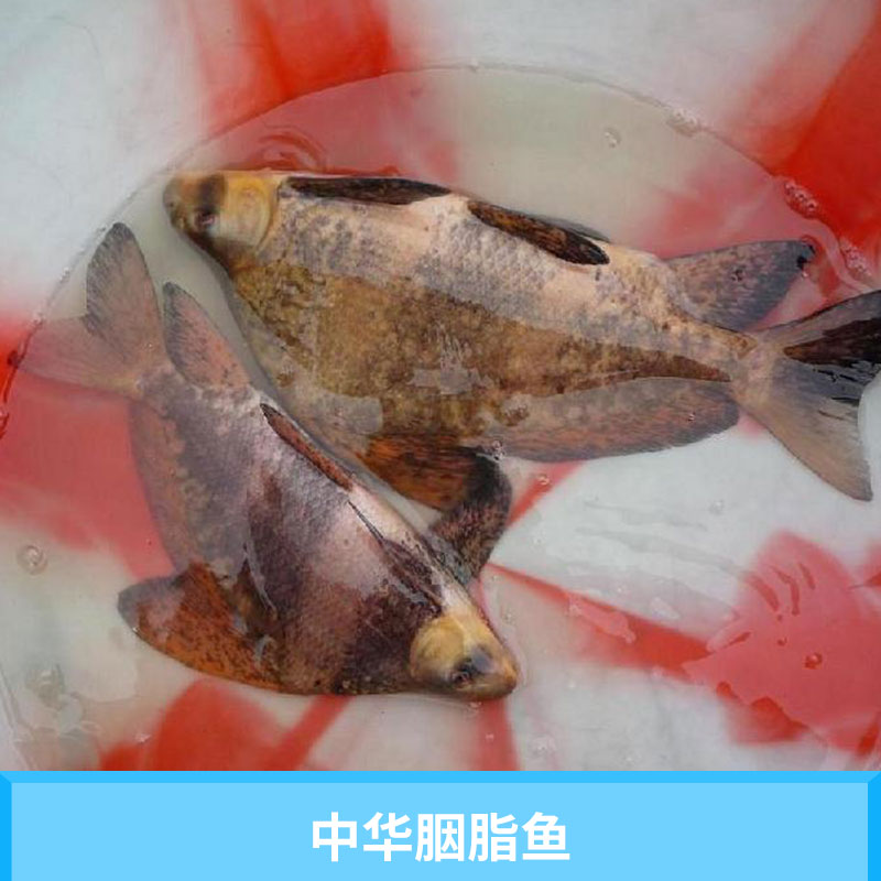 眉山星运渔场中华胭脂鱼 淡水养殖水产中国特有鱼种胭脂鱼鱼苗批发